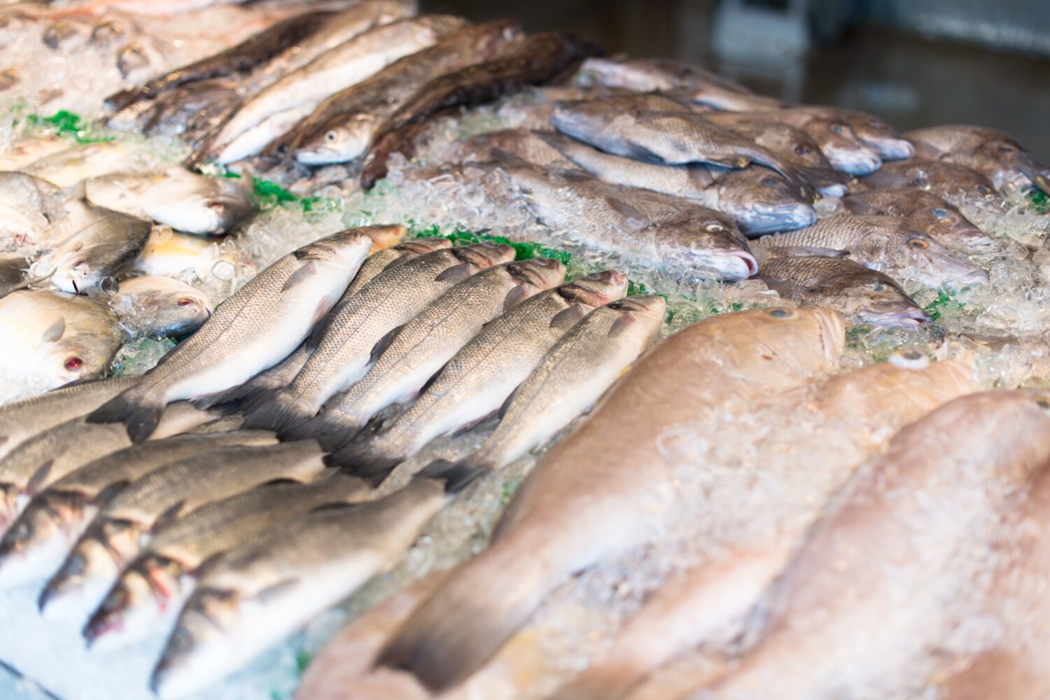 Pesci interi esposti in file sul banco di una pescheria