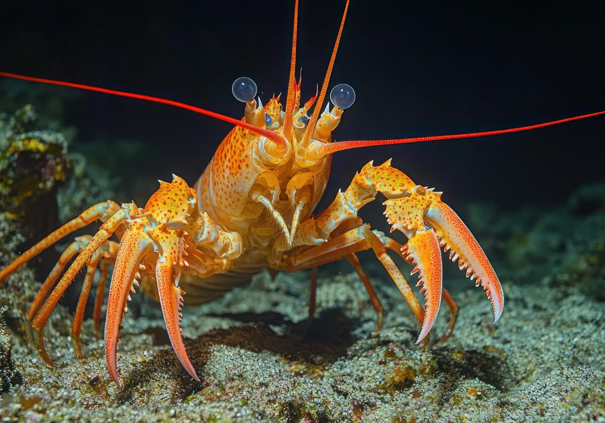 Aragosta su un fondale roccioso, con le lunghe antenne rosse